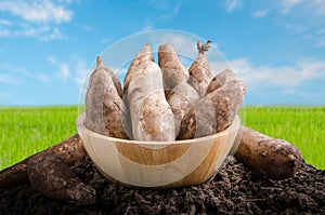 Yacon roots on a bowl