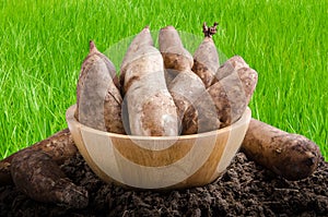 Yacon roots on a bowl