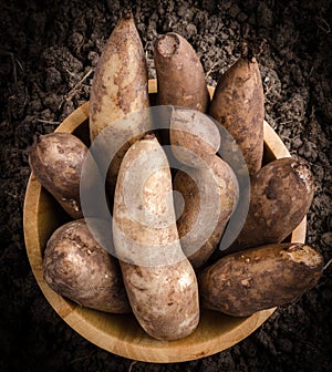 Yacon roots on a bowl