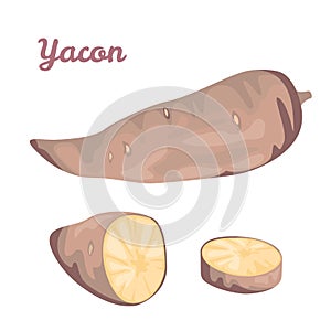 Yacon. Vector illustration of a sweet root.