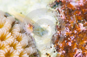 Yaeyama Blenny