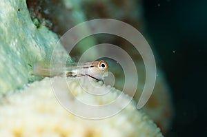 Yaeyama Blenny