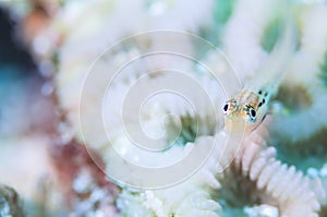 Yaeyama Blenny