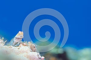 Yaeyama Blenny