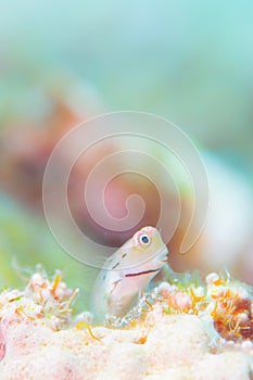 Yaeyama Blenny