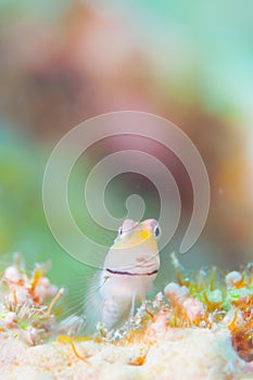 Yaeyama Blenny