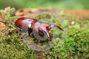 Yaeyama red stag beetle