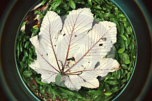 Yagrumo tree big Leafs fish eye at the tropical Forest Puerto RIco