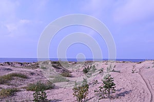 Yagry in Severodvinsk. Unique pine forest. white sea coast. sea tide