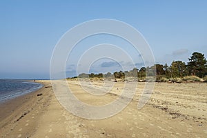 Yagry in Severodvinsk. Unique pine forest. white sea coast. sea tide