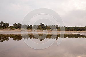 Yagry in Severodvinsk. Unique pine forest. white sea coast. sea tide photo