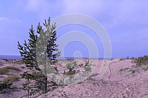 Yagry in Severodvinsk. Unique pine forest. white sea coast. sea tide photo