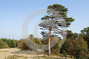 Yagry in Severodvinsk. Unique pine forest. white sea coast. sea tide photo