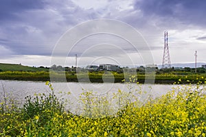 Yahoo office buildings on the shoreline of San Francisco bay on a cloudy spring day, wild mustard blooming on the levees,