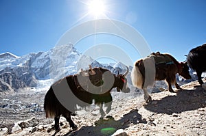 Yak