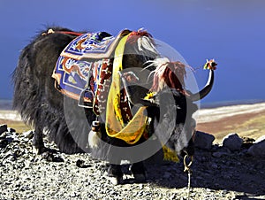 Yak