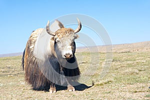 Yak