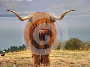 Yak photo