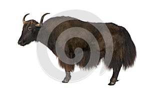 Yak