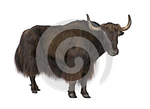 Yak photo