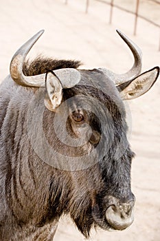 Yak