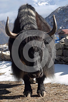 Yak