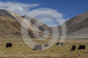 Yak along way to Pangong Lake (Pangong Tso).