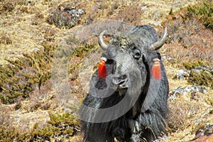 Yak animals in Himalayas mountain path