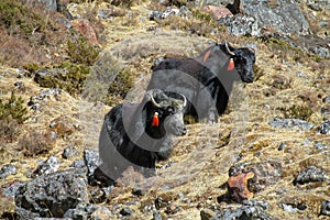 Yak animals in Himalayas mountain path