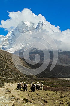 Yak animals mountain caravan in Himalayas going to the snow peak