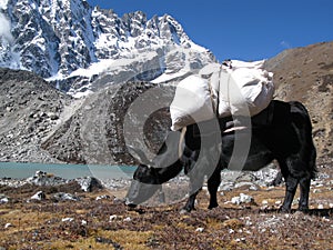 Yak beside a beautiful lake in Himalaya