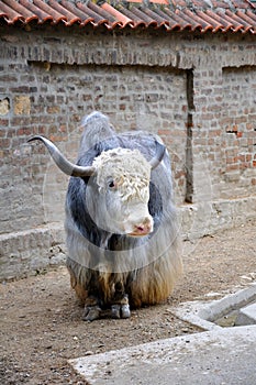 Yak in the Belgrade Zoo