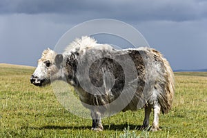 Yak Black White Mongolia