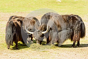 Yak, Bos grunniens