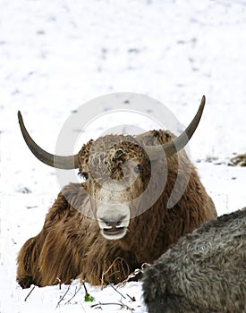 Yak ( Bos grunniens mutus )