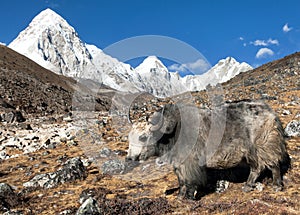 Yak, bos grunniens bos mutus, on the way to Everest base camp and mount Pumo ri - Nepal himalayas mountains photo