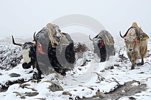 Yak caravan going from Everest Base Camp in snowstorm, Nepal