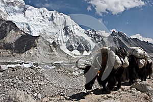 Yak caravan going to Everest Base Camp