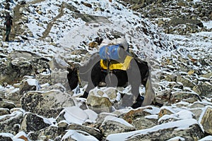 Yak cargo animal in Himalayas mountain path