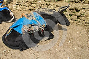 Yak cargo animal in Himalayas mountain path