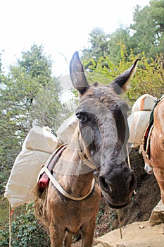 Yak carrying supplies up everest basecamp trail