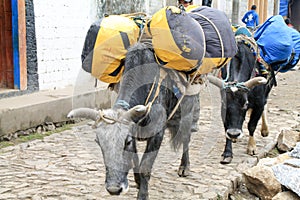 Yak carrying supplies up everest basecamp trail