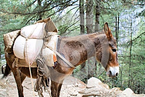 Yak carrying supplies up everest basecamp trail