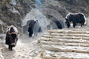 Yak carrying supplies up everest basecamp trail