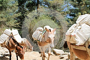 Yak carrying supplies up everest basecamp trail