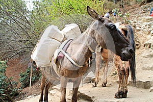 Yak carrying supplies up everest basecamp trail