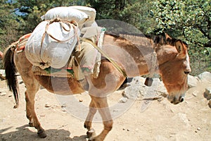 Yak carrying supplies up everest basecamp trail