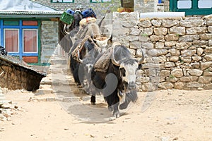 Yak carrying supplies up everest basecamp trail