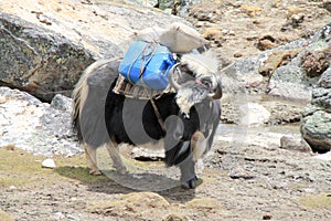 Yak carrying supplies up everest basecamp trail