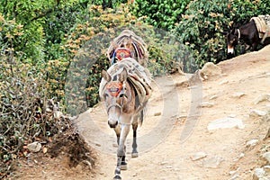 Yak carrying supplies up everest basecamp trail